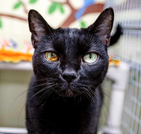 Photo of Smudge