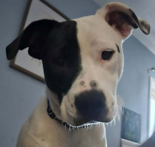 Photo of Oakie