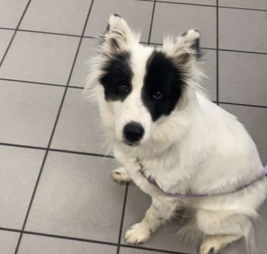 Photo of Badger