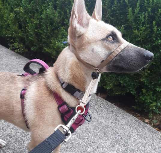 Photo of Willa