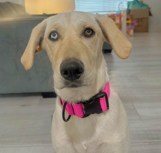 Photo of Nilla