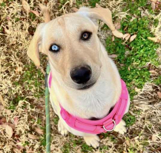Photo of Nilla