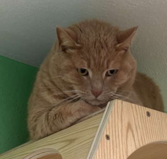 Photo of Tiger