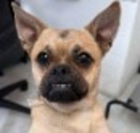 Photo of Bently