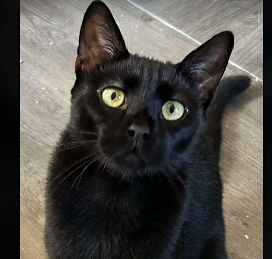 Photo of Louie