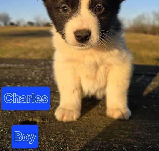 Photo of Charles