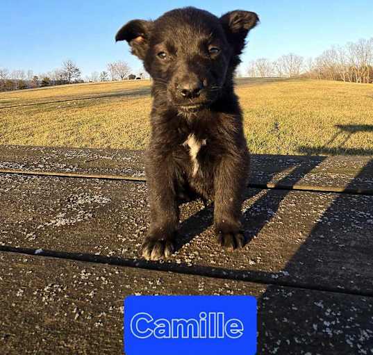 Photo of Camille