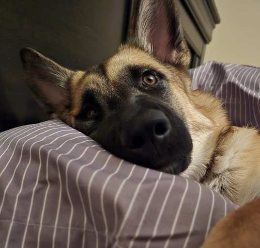 Photo of SADIE