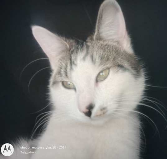 Photo of Jizzy