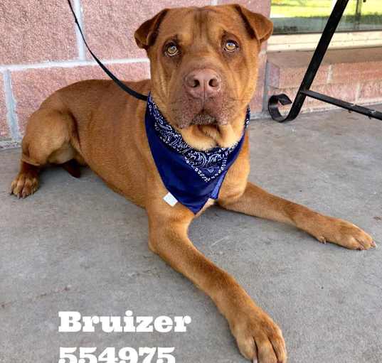 Photo of Bruizer