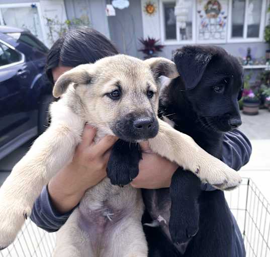 Photo of lab mix male puppies
