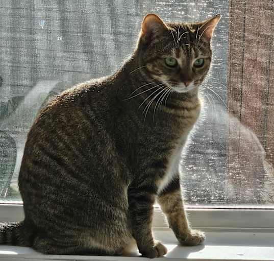 Photo of Rosie