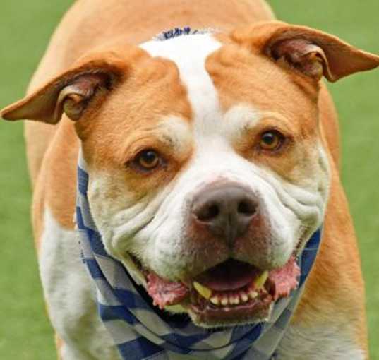 Photo of Brahma