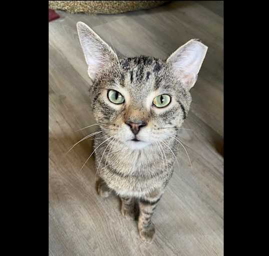 Photo of Elvis Purrsley