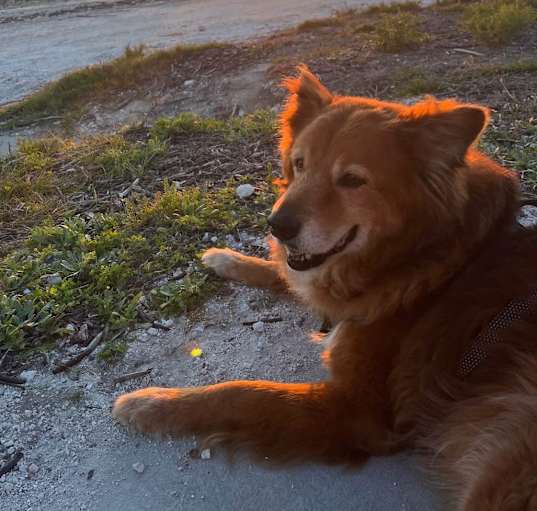 Photo of Ziggy