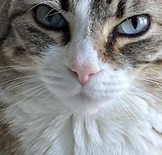 Photo of Thea