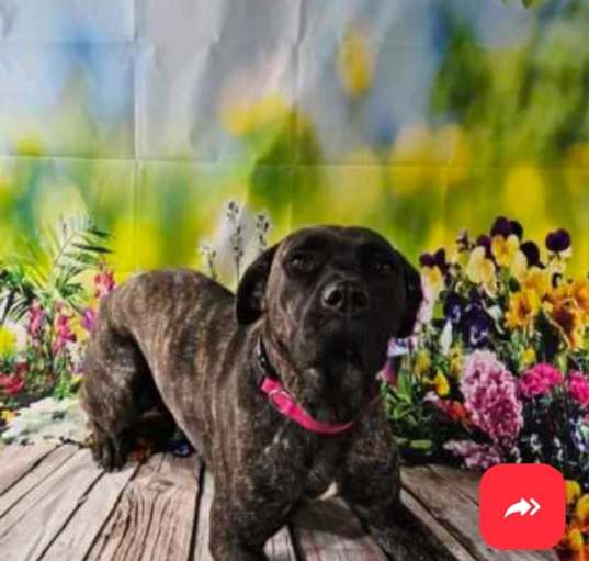 Photo of Stella