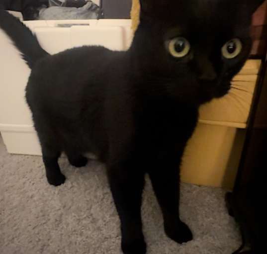 Photo of Luna and Binx