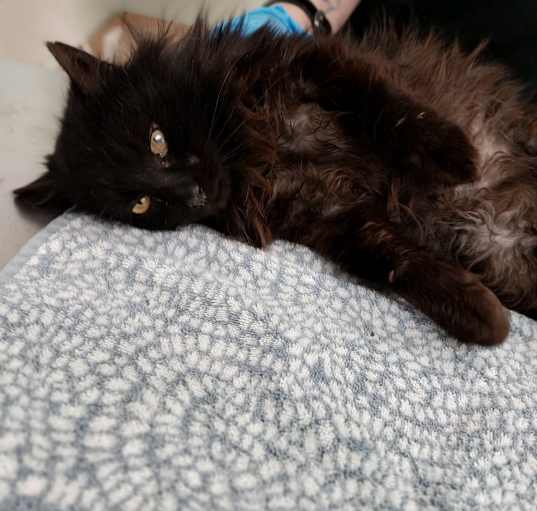 Photo of Niko