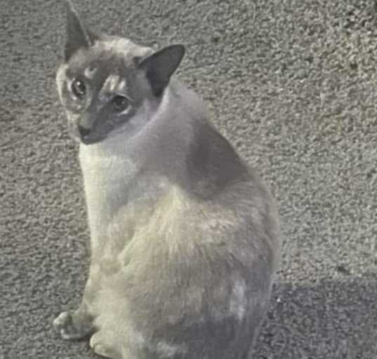 Photo of Tali