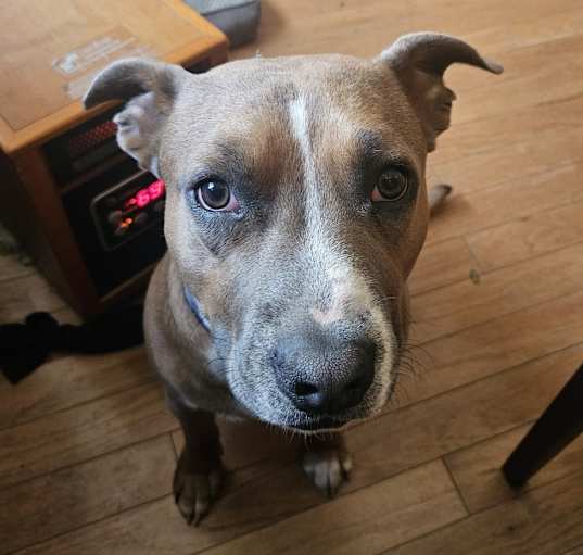 Photo of Bud/Rico