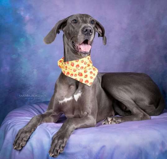 Photo of Nova