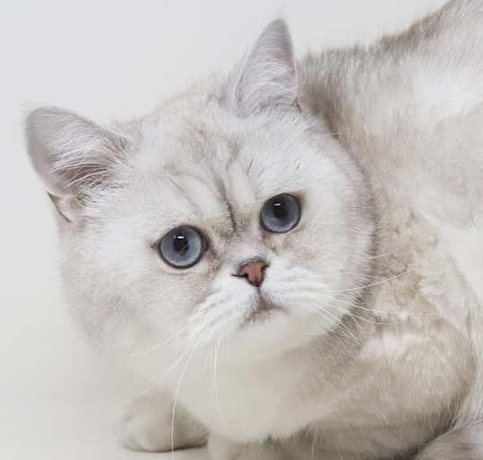 Photo of Brussel and Sprout -BONDED Duo