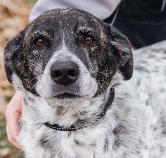 Photo of Cobalt