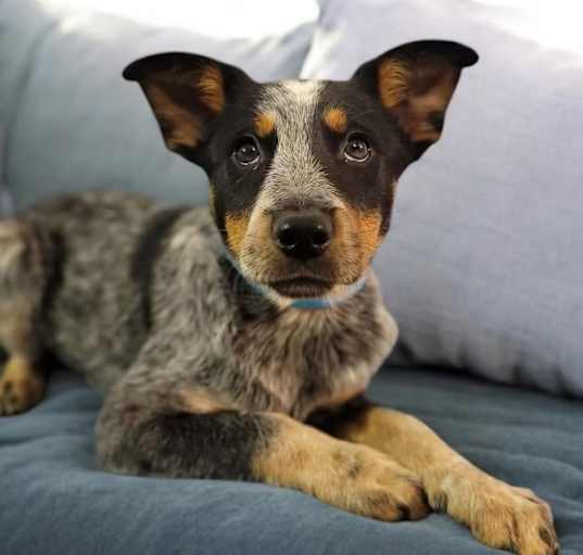 Photo of Ada Girl