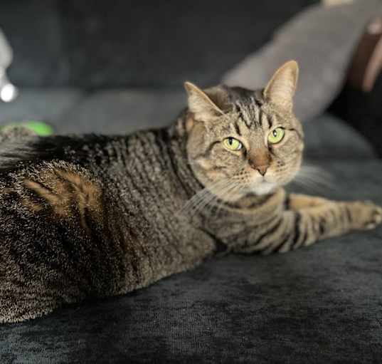Photo of Stella