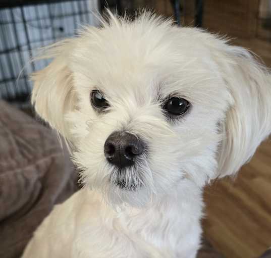 Photo of Chanel