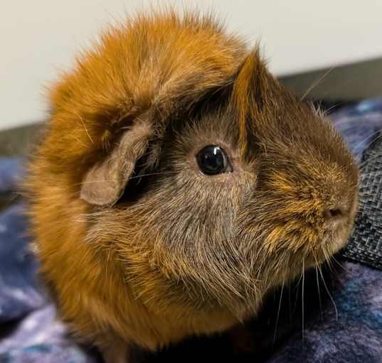 Photo of Chunk Norris
