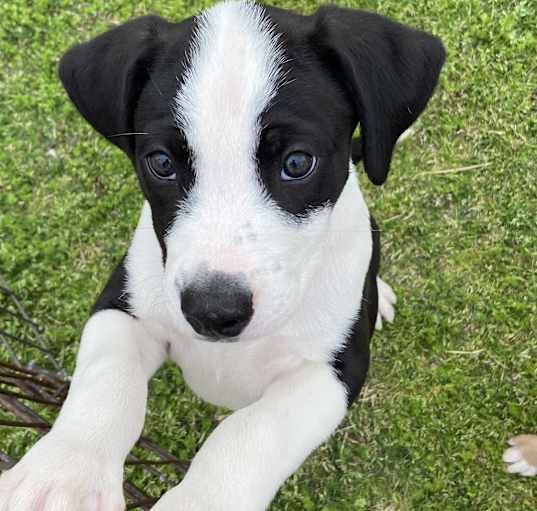 Photo of BENTLEY