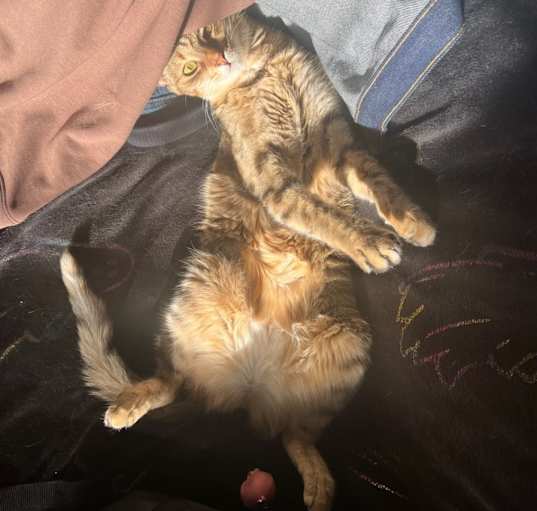 Photo of Skye