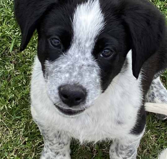 Photo of CONNOR