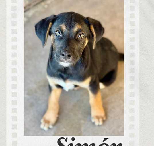 Photo of Simon