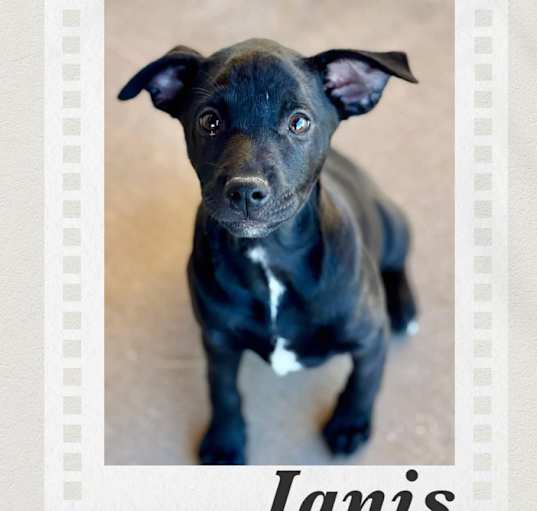 Photo of Janis