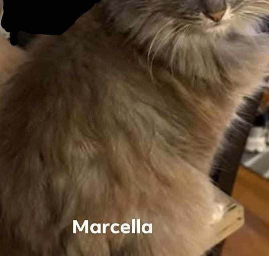 Photo of Marcella