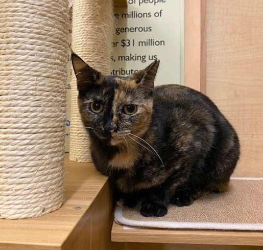 Photo of Hazelnut