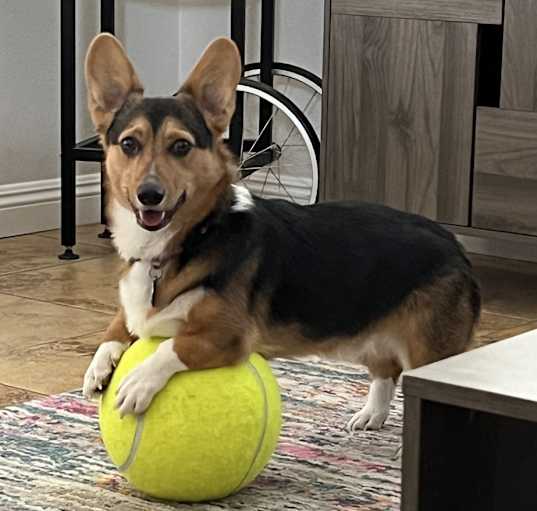 Photo of Wolfie