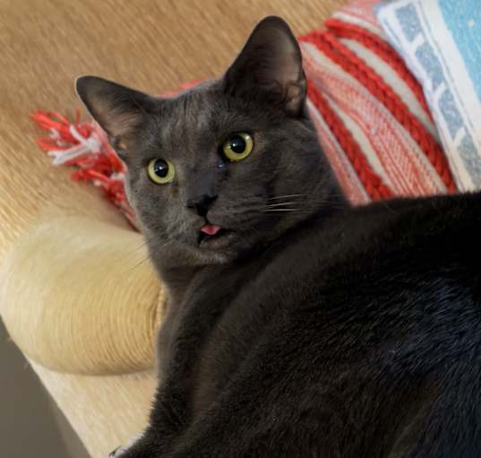 Photo of Tugger