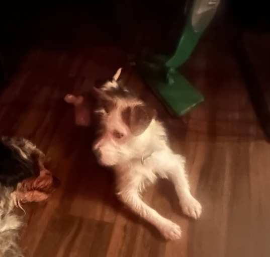 Photo of Milo