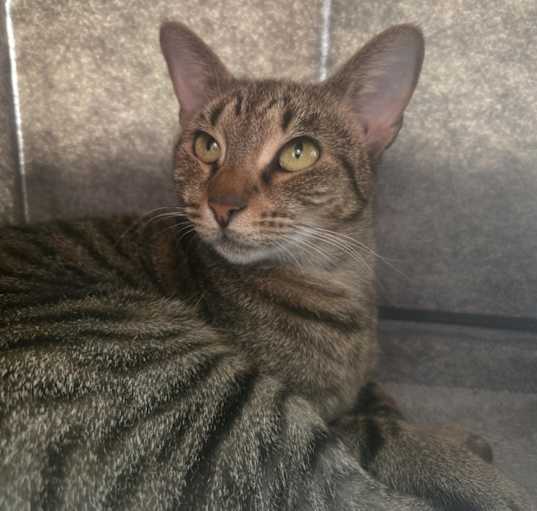 Photo of Honey