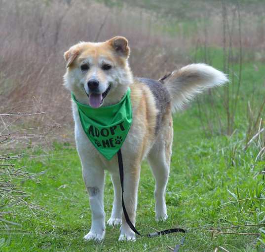 Photo of Ginger