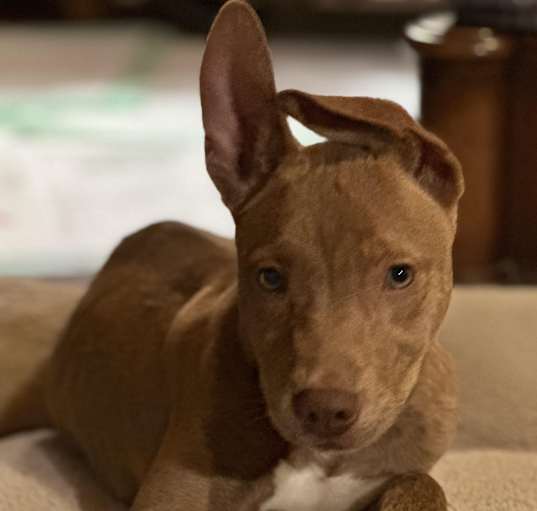 Photo of Hank