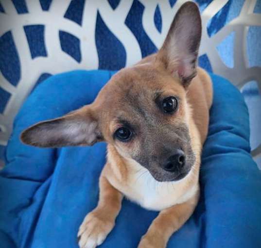 Photo of Shorty
