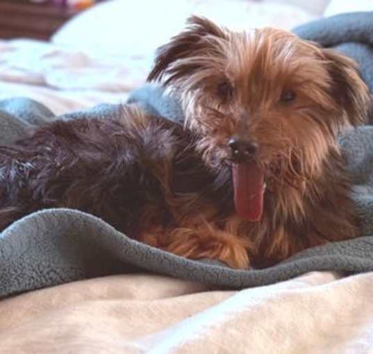 Photo of Piper (Foster in PA)