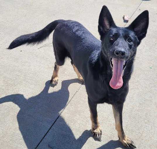 Photo of Kailin! Playful Shepherd Girl!