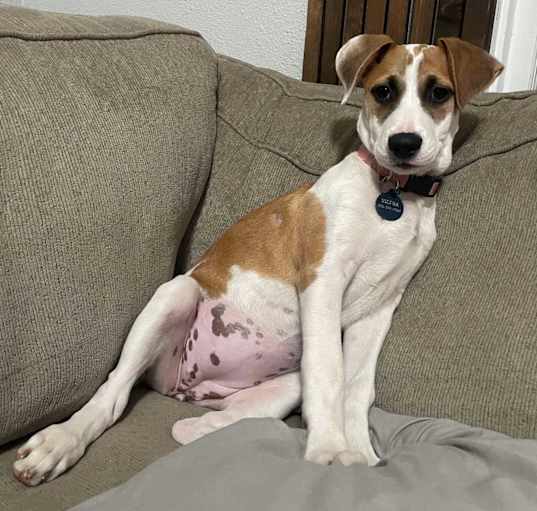 Photo of Patches