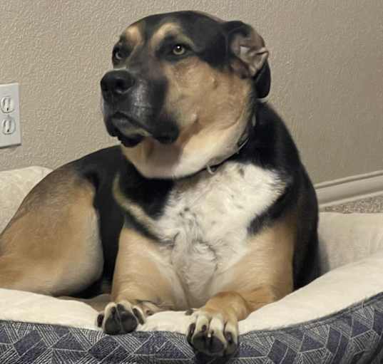 Photo of Archie